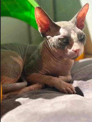 Nacktkater Benny sucht ein liebevolles Zuhause   