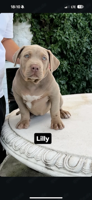 American Bully XL Hündin Lilac Tricolor mit Ahnentafel