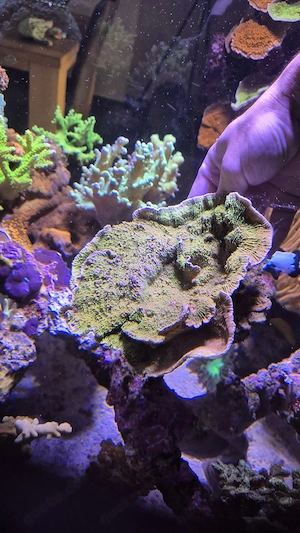 Meerwasser Aquarium Korallen SPS LPS Montipora 