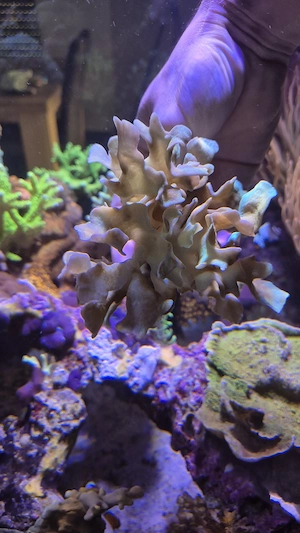 Meerwasser Aquarium Korallen Ableger LPS sps Paona Cactus 