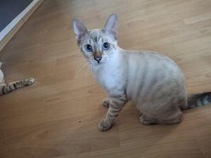 Bengal Toyger Kitten 