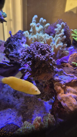 Meerwasser Aquarium Korallen Ableger LPS sps Cyphastrea decadia