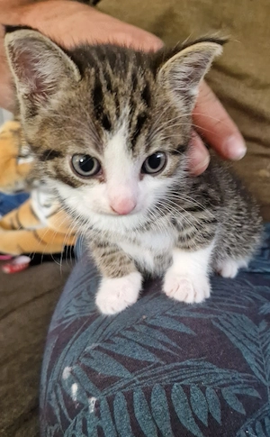 Kleiner Kater abzugeben in liebevolle Hände ( Reserviert ) Bild 2