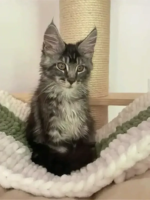 Nur noch ein Maine Coon Mädchen sucht ihr Traumzuhause