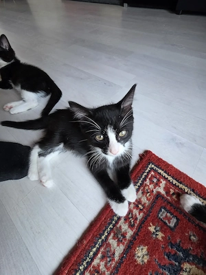 Babykatze 14 wochen abzugeben 2 Männchen