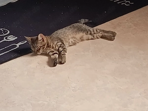 Dringend Katzenbaby weiblich abzugeben 