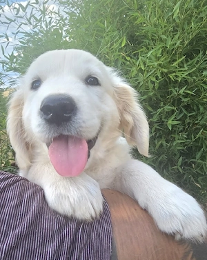 Wunderschönes Golden Retriever Mädchen in liebevolle Hände abzugeben