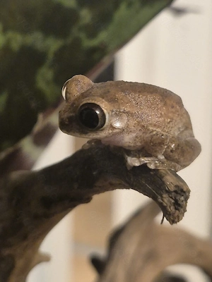 Brauner Waldsteiger (Leptopelis millsoni)