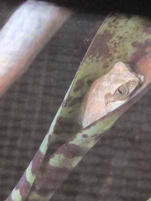 Brauner Waldsteiger (Leptopelis millsoni) Bild 5