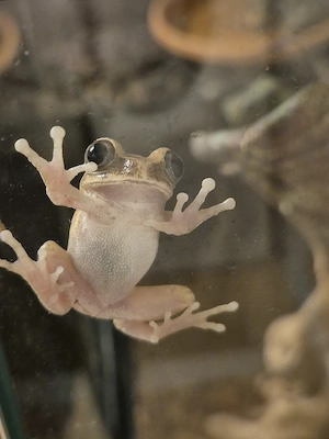 Brauner Waldsteiger (Leptopelis millsoni) Bild 3
