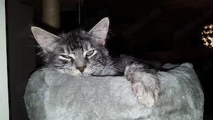 2 Maine Coon Katzen 