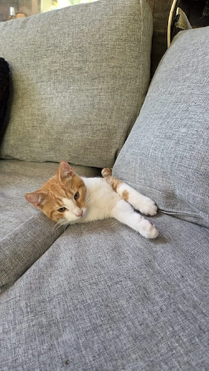 Katzenbabys Kitten