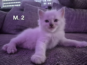 Heilige Birma Kitten 