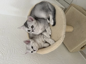 BKH-Kitten, reinrassige 