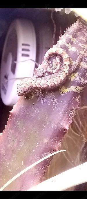 Lepidodactylus lugubris   Jungferngeckos 