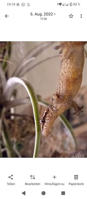 Lepidodactylus lugubris   Jungferngeckos 
