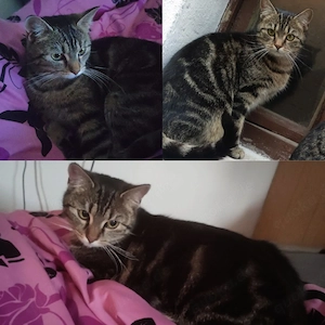 Süße Babykatzen abzugeben 