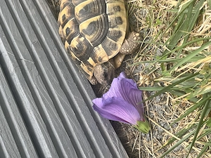 Griechische Landschildkröte, männlich, Geburtsjahr 2021 
