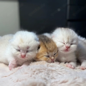Reinrassige Britisch Kurzhaar  Kitten suchen ein liebevolles zu Hause
