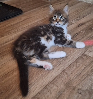 MaineCoon kitten