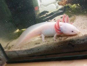 Axolotl mit Aquarium zu verkaufen 