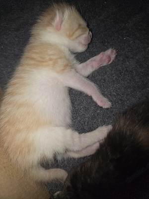 Süße Babykatzen abzugeben