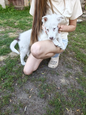 Border Collie Hündin "Eisbär" 10 Wochen alt