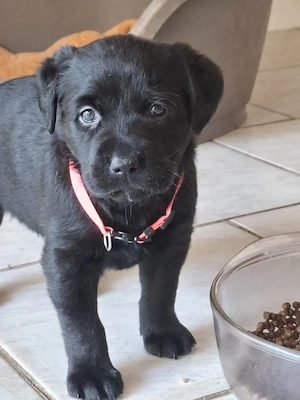 süße kleine Labrador Welpen