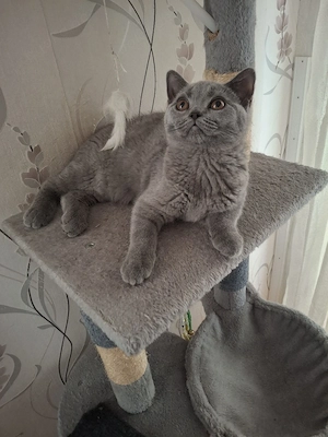 bkh reinrassige kitten Mädchen