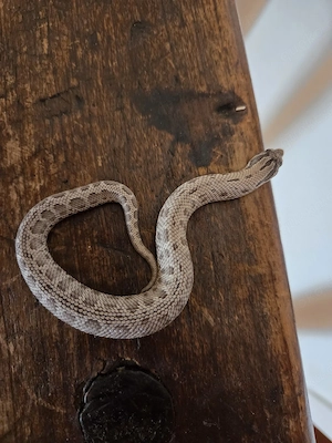 Hakennasennatter Axanthic Conda 