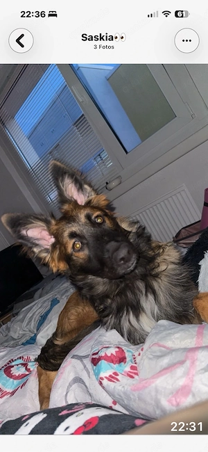 Belgischer Schäferhund