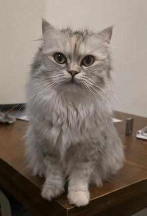 süße BLH Katze sucht ein neues Zuhause 