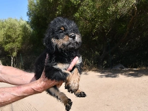Saro sucht sein Zuhause (noch auf Sardinien)