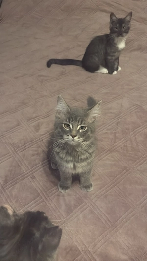 Main coon-Ragdoll-BKH mix Kitten 