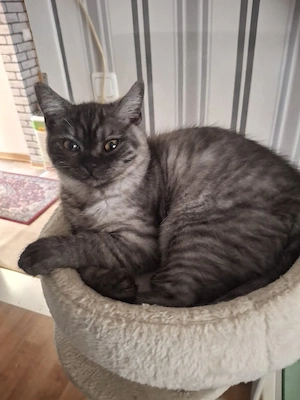 bkh reinrassige kitten Jungen