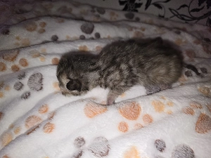 Süße Babykatzen abzugeben 