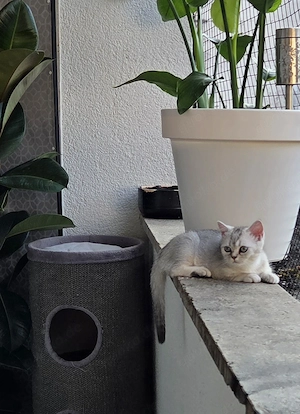 Noch 2 Reinrassige Britisch Kurzhaar (BKH) Kitten Tabby Geimpft und mit Gesundheitszeugnis Bild 5