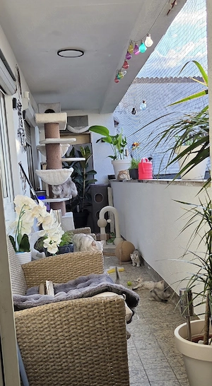 Noch 2 Reinrassige Britisch Kurzhaar (BKH) Kitten Tabby Geimpft und mit Gesundheitszeugnis Bild 9