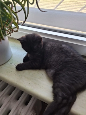 bkh reinrassige kitten Jungen 