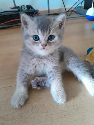 1 Blue GOLDEN Britisch Kurzhaar KATER