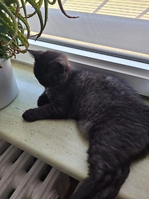 bkh reinrassige kitten Jungen  Bild 5