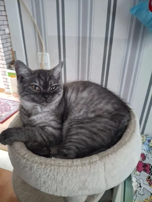 bkh reinrassige kitten Jungen  Bild 2