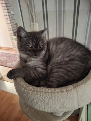 bkh reinrassige kitten Jungen  Bild 4