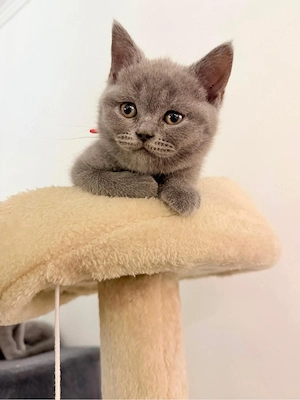 Freitag Abholbereit!Nur noch 2 Kitten !Zuckersüße BKH Kitten suchen ein liebevolles Zuhause!