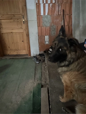 Deutscher und belgischer Schäferhund Mischling