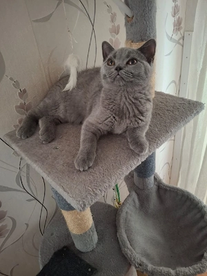 bkh reinrassige kitten Mädchen  Bild 5