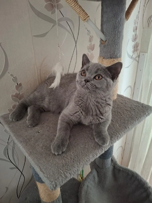 bkh reinrassige kitten Mädchen 