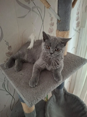 bkh reinrassige kitten Mädchen 