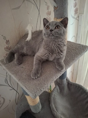 bkh reinrassige kitten Mädchen  Bild 3
