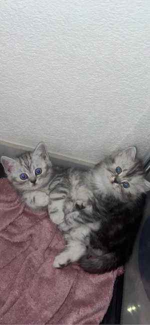 BKH  BLH black-tabby whiskas Katzen